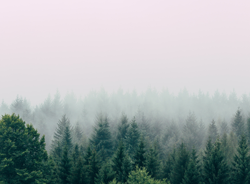 An overview of a misty forest.