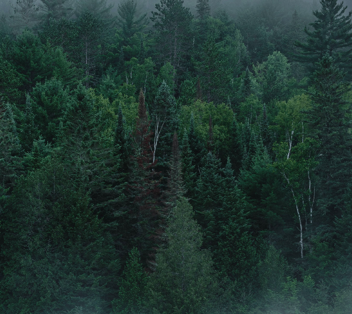 An overview of a lush, green forest.